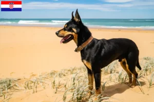 Read more about the article Criadores de Kelpie australiano e cachorros na Croácia