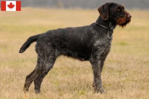 Read more about the article Criadores de pelo de arame alemão e cachorros no Canadá