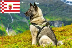 Read more about the article Criador de Elkhound Norueguês e cachorros em Bremen