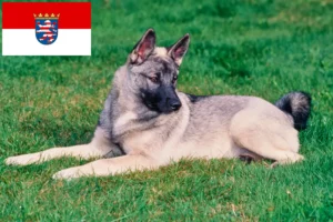 Read more about the article Criadores de Elkhound Norueguês e cachorros em Hesse