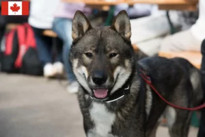 Read more about the article Criadores de Shikoku e cachorros no Canadá