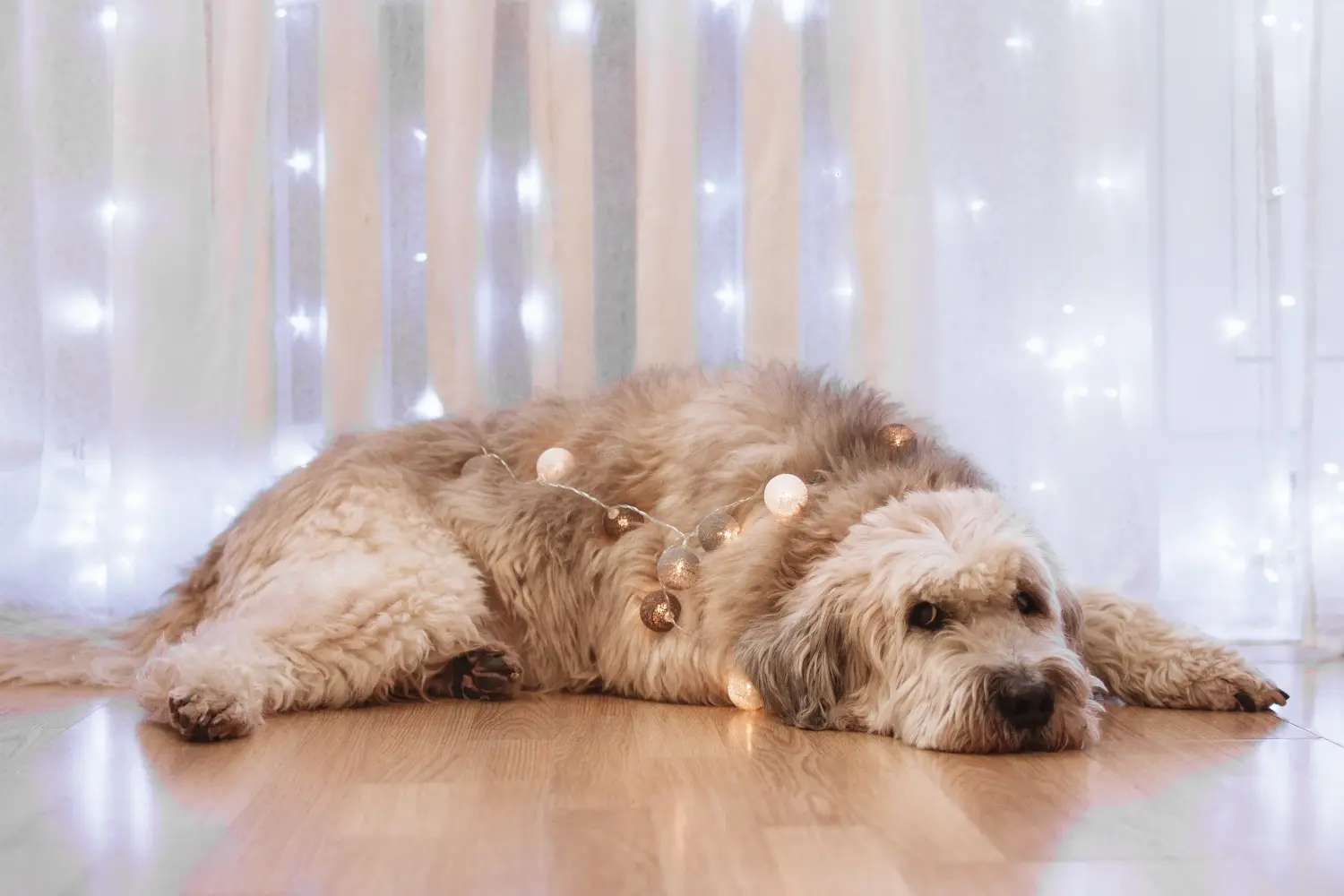 Comprar um cachorro Ovtcharka do Sul da Rússia significa assumir a responsabilidade! Comprar cachorros Ovtcharka do Sul da Rússia.