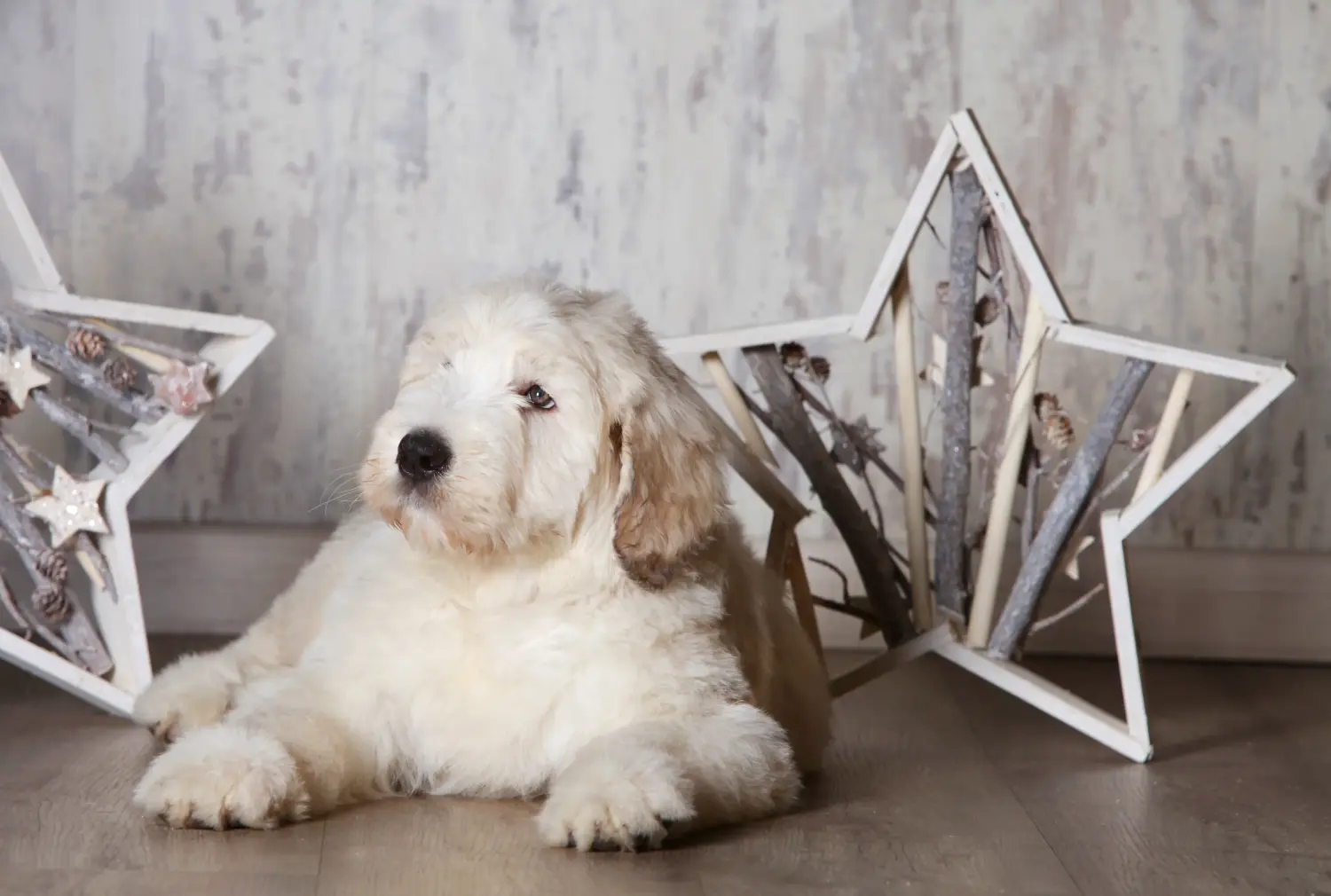 Comprar um cachorro Ovtcharka do Sul da Rússia significa assumir a responsabilidade! Comprar cachorros Ovtcharka do Sul da Rússia.
