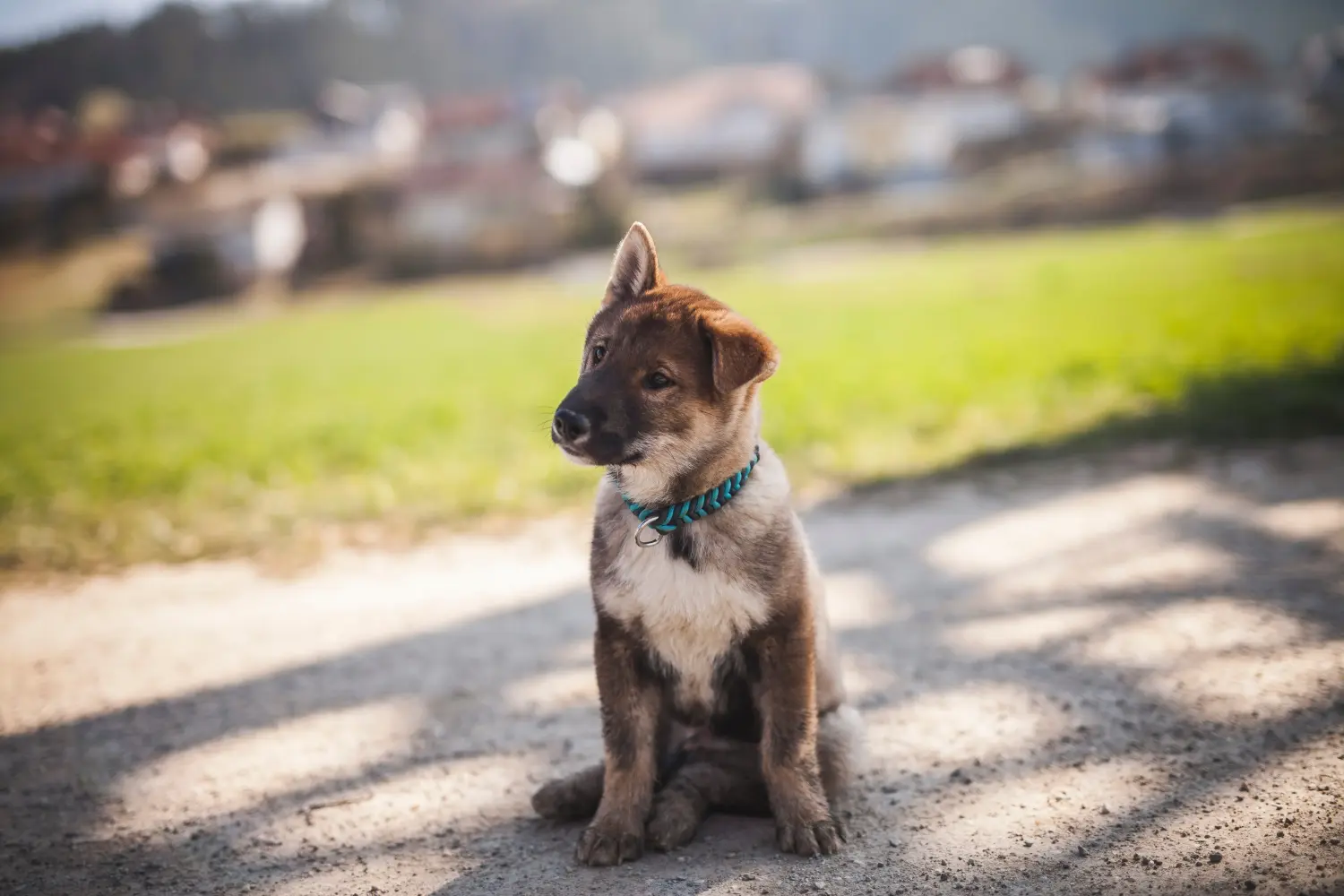 Comprar um cachorro Shikoku significa assumir responsabilidades! Comprar cachorros Shikoku.
