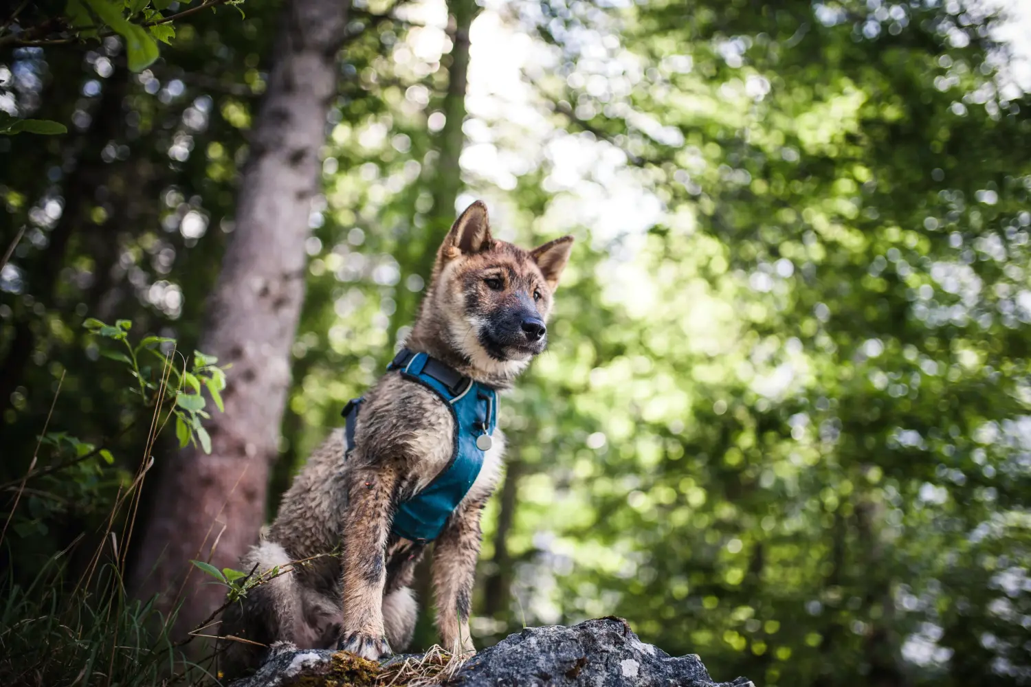 Comprar um cachorro Shikoku significa assumir responsabilidades! Comprar cachorros Shikoku.