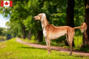 Read more about the article Criadores de saluki e cachorros no Canadá