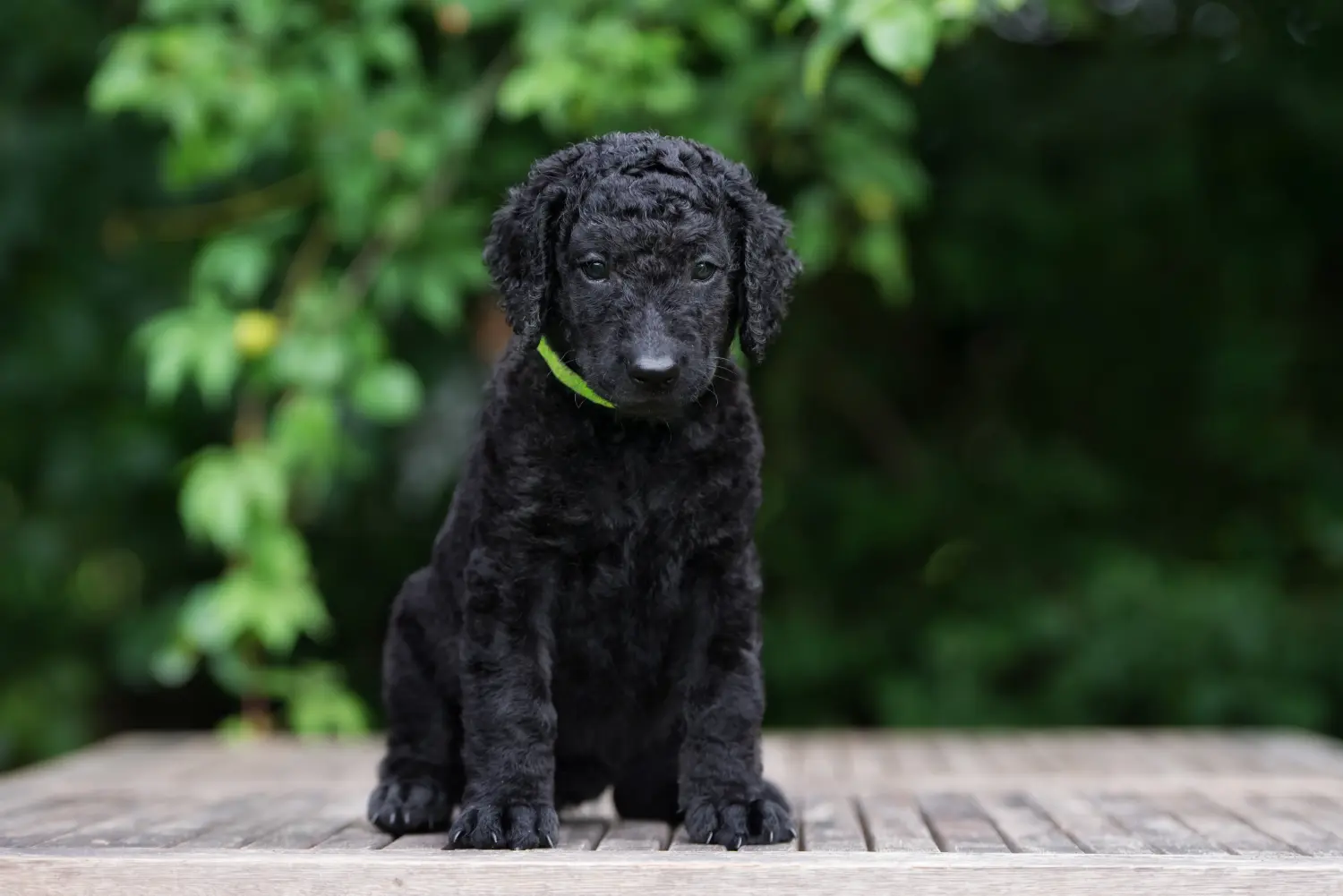 Comprar um cachorro Curly Coated Retriever significa assumir responsabilidades! Comprar cachorros Curly Coated Retriever.