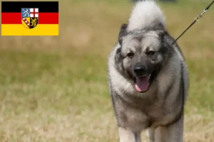 Read more about the article Criadores de Elkhound norueguês e cachorros em Saarland