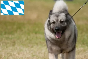 Read more about the article Criadores de Elkhound norueguês e cachorros na Baviera
