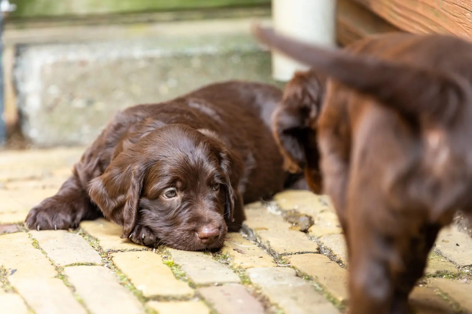 Comprar um cachorro de pelo comprido alemão significa assumir responsabilidades! Comprar cachorros de pelo comprido alemão.