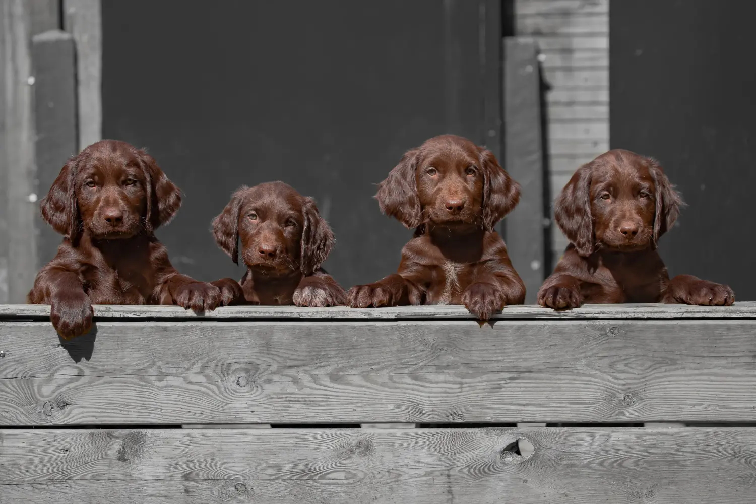 Comprar um cachorro de pelo comprido alemão significa assumir responsabilidades! Comprar cachorros de pelo comprido alemão.
