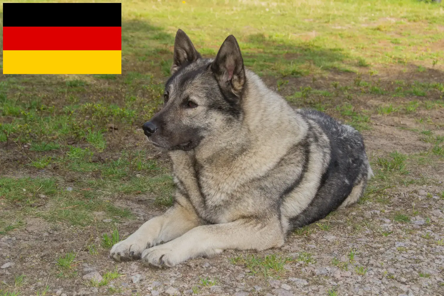 Read more about the article Criadores de Elkhound Norueguês e cachorros na Alemanha
