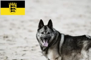 Read more about the article Criadores de Elkhound Norueguês e cachorros em Baden-Württemberg