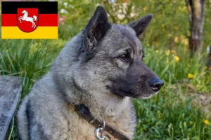 Read more about the article Criadores de Elkhound Norueguês e cachorros na Baixa Saxónia