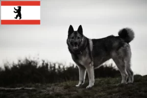 Read more about the article Criador de Elkhound norueguês e cachorros em Berlim