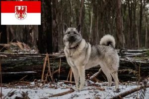 Read more about the article Criadores de Elkhound Norueguês e cachorros em Brandenburg
