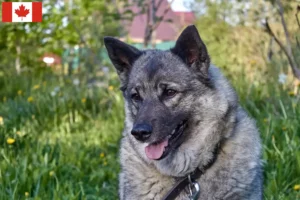 Read more about the article Criadores de Elkhound Norueguês e cachorros no Canadá