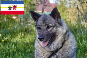 Read more about the article Criadores de Elkhound norueguês e cachorros em Mecklenburg-Vorpommern
