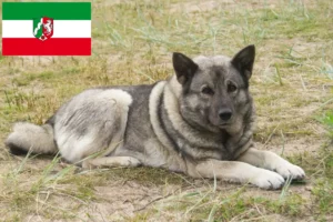 Read more about the article Criadores de Elkhound norueguês e cachorros na Renânia do Norte-Vestefália