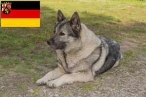 Read more about the article Criadores de Elkhound norueguês e cachorros na Renânia-Palatinado