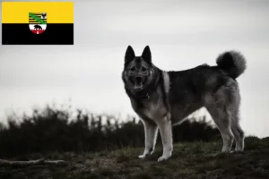 Read more about the article Criadores de Elkhound Norueguês e cachorros em Saxónia-Anhalt