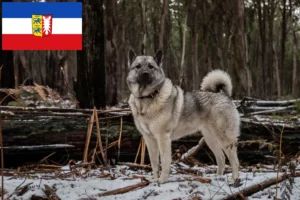 Read more about the article Criadores de Elkhound Norueguês e cachorros em Schleswig-Holstein