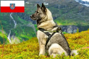 Read more about the article Criadores de Elkhound norueguês e cachorros na Turíngia