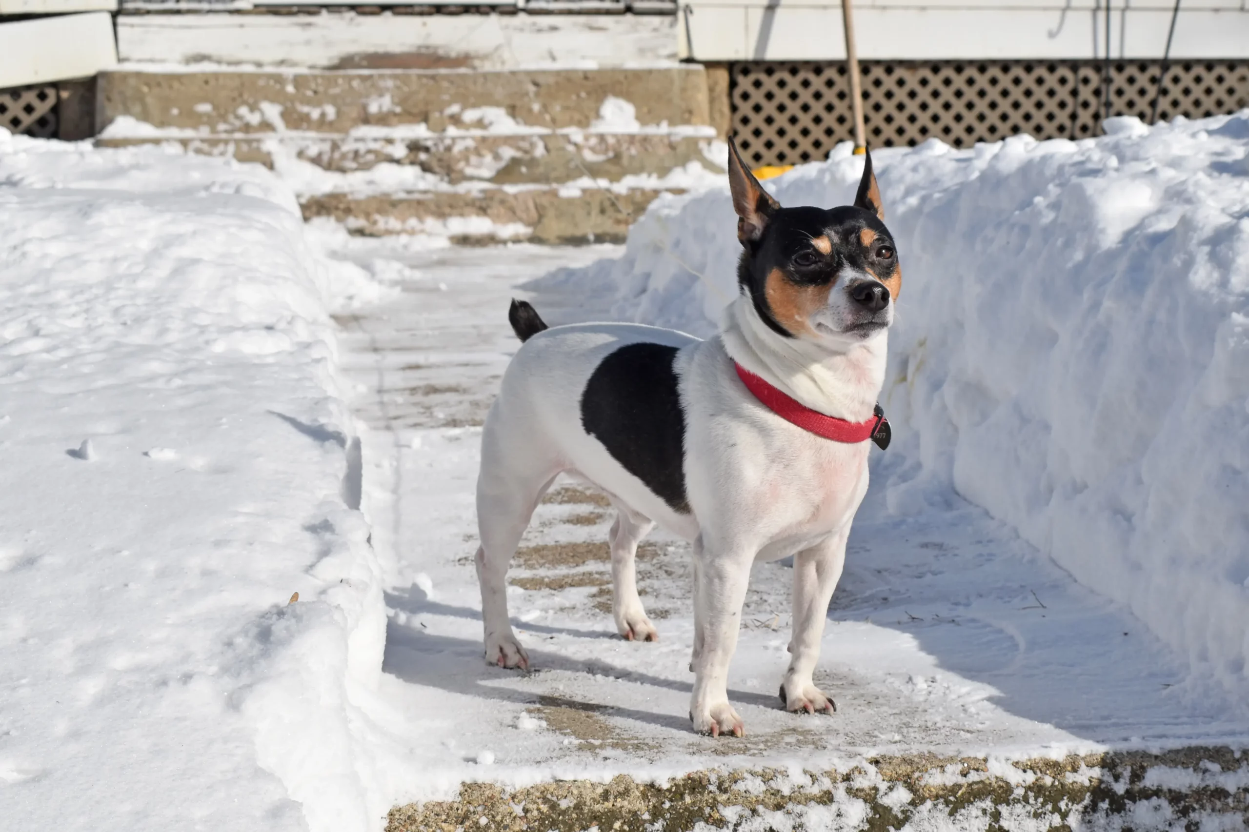 Read more about the article Criador de Teddy Roosevelt Terrier