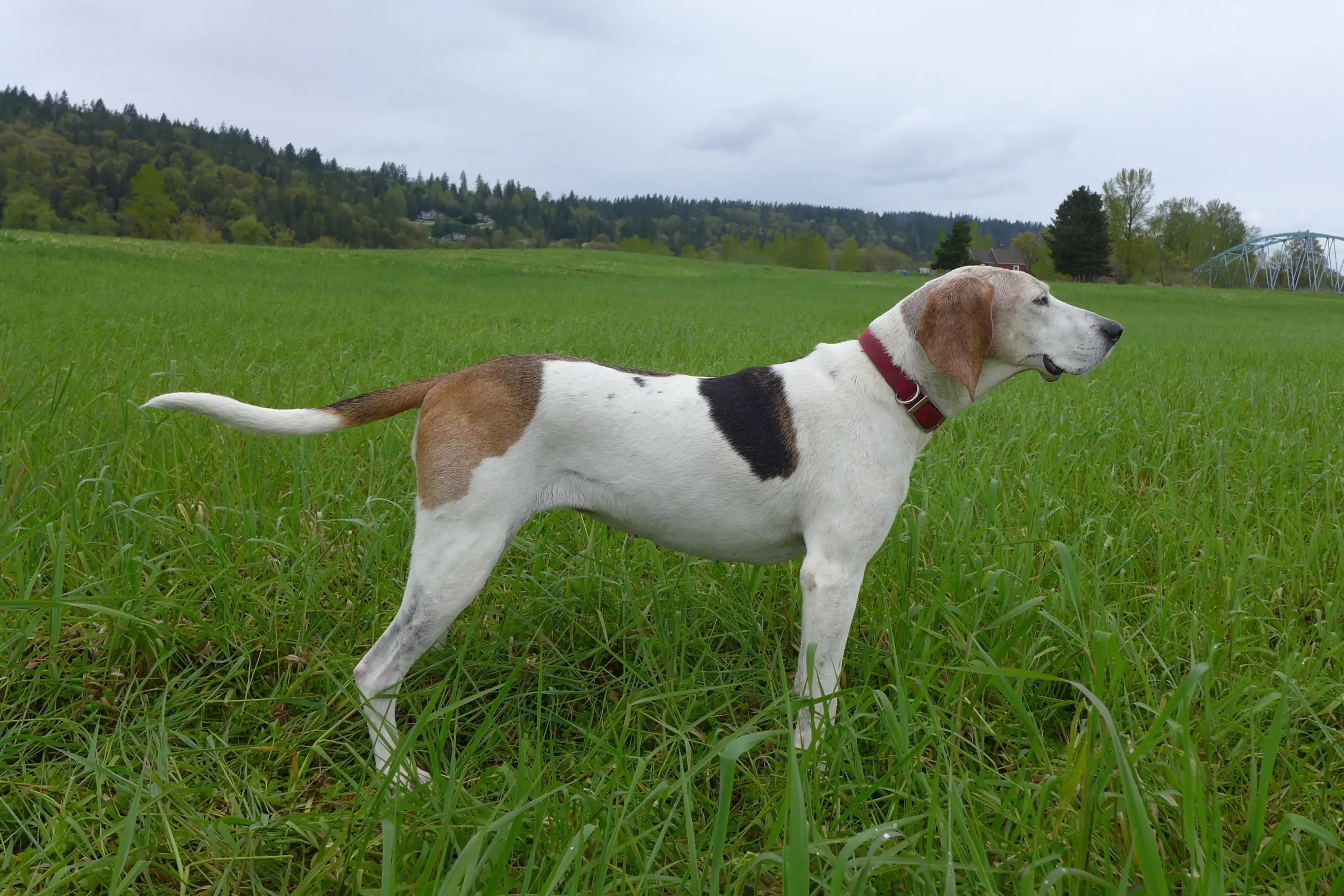 Read more about the article Criador de Treeing Walker Coonhound