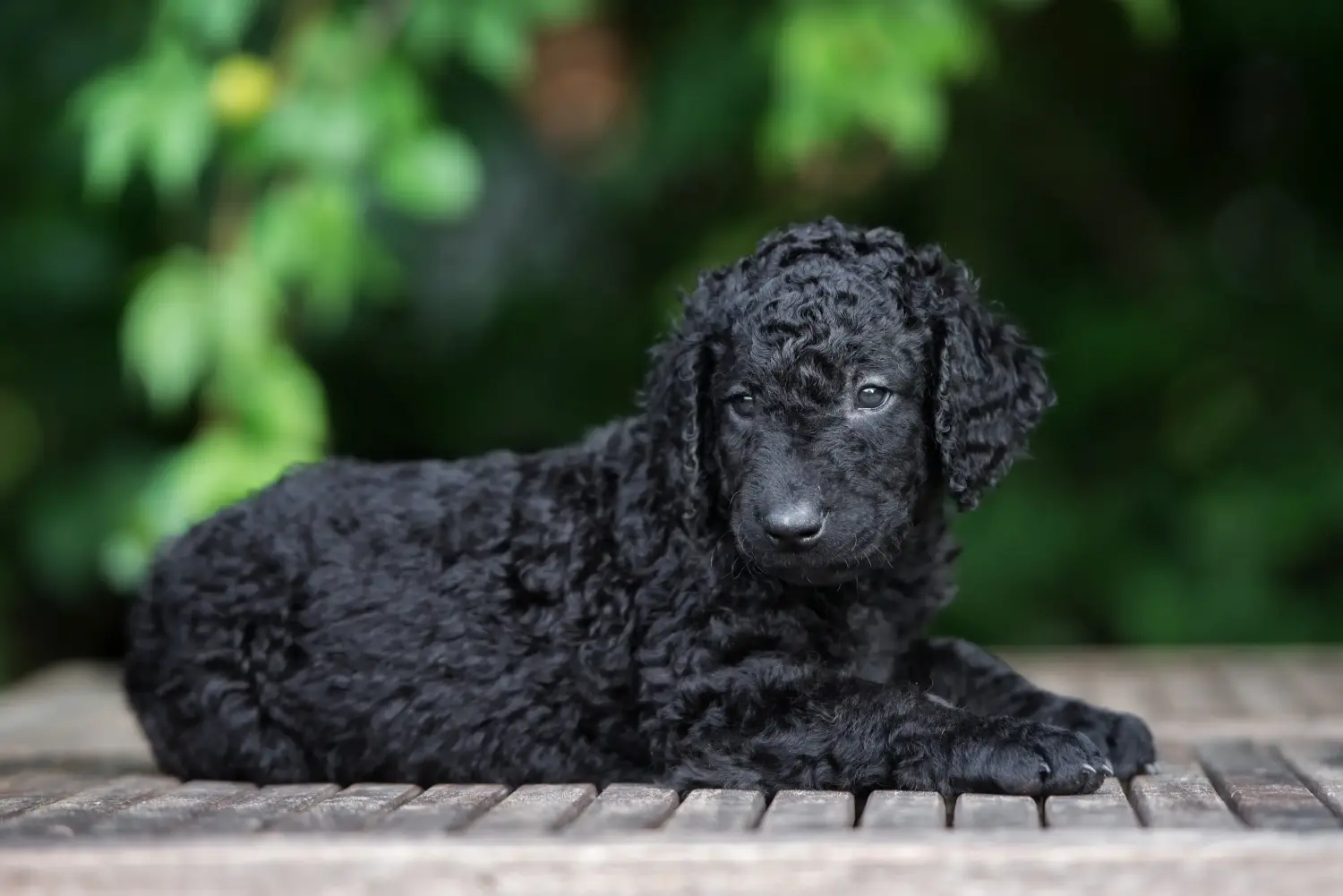 Comprar um cachorro Curly Coated Retriever significa assumir responsabilidades! Comprar cachorros Curly Coated Retriever.