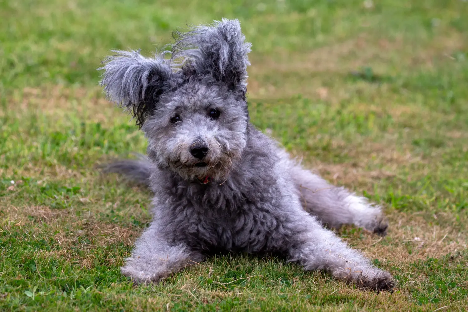 Comprar um cachorro Pumi significa assumir a responsabilidade! Comprar cachorros Pumi.