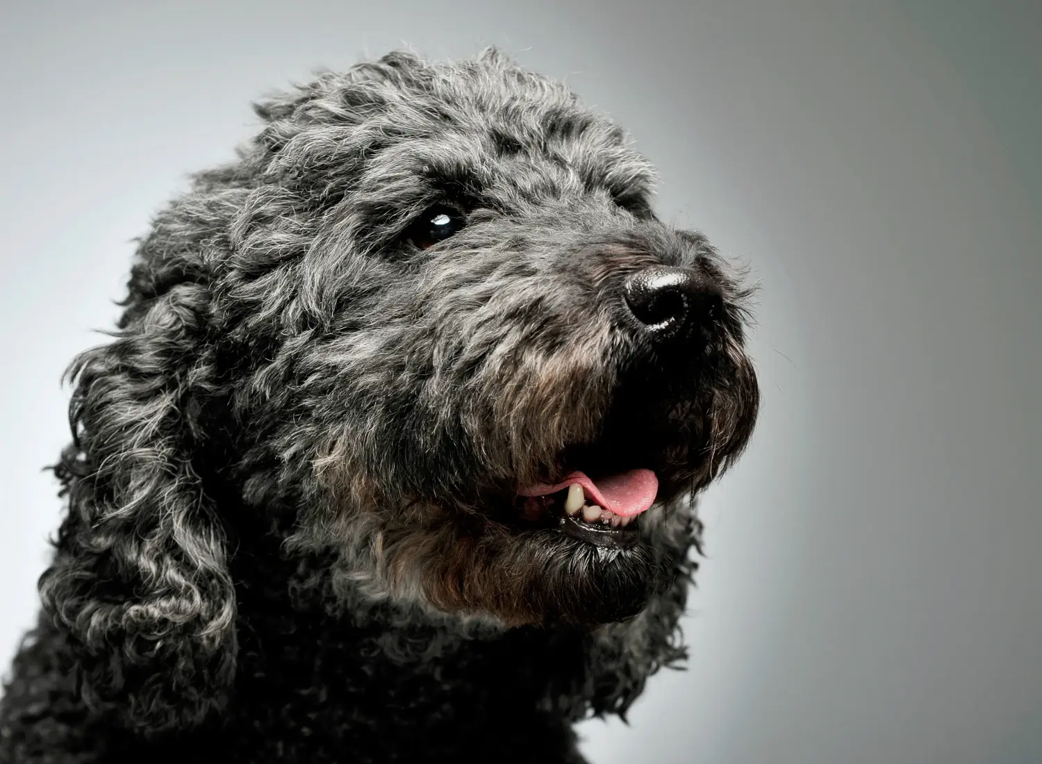 Comprar um cachorro Pumi significa assumir a responsabilidade! Comprar cachorros Pumi.