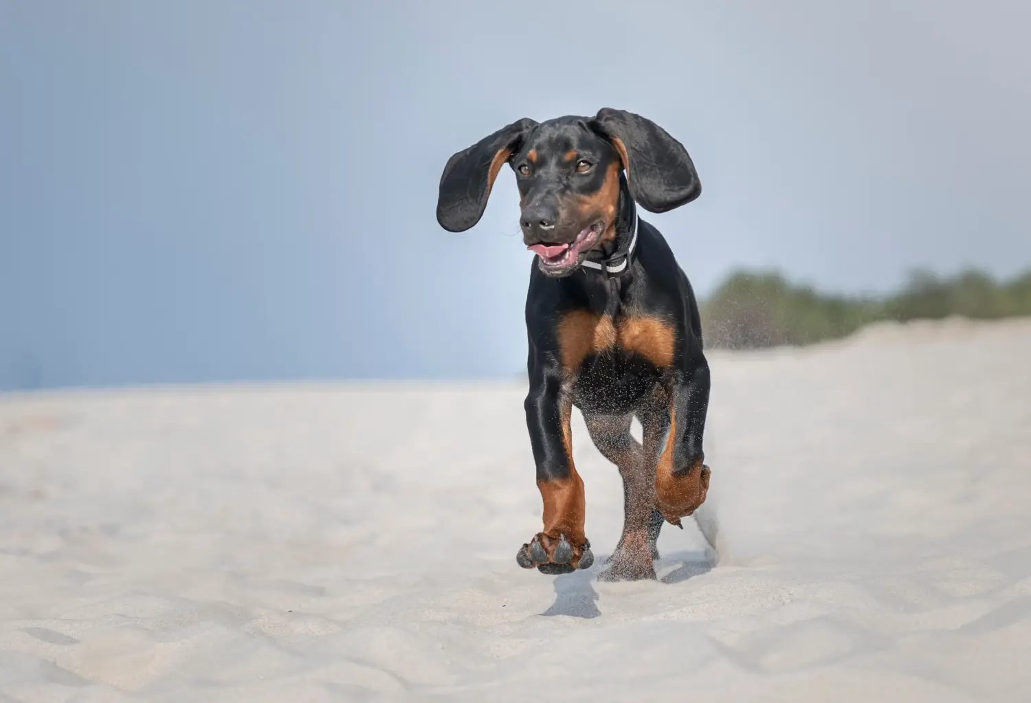 Comprar um cachorro Gończy Polski significa assumir a responsabilidade! Comprar cachorros Gończy Polski.
