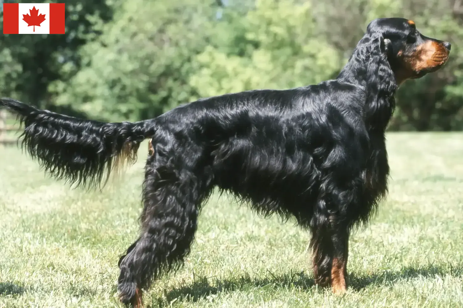 Read more about the article Criadores de Gordon Setter e cachorros no Canadá
