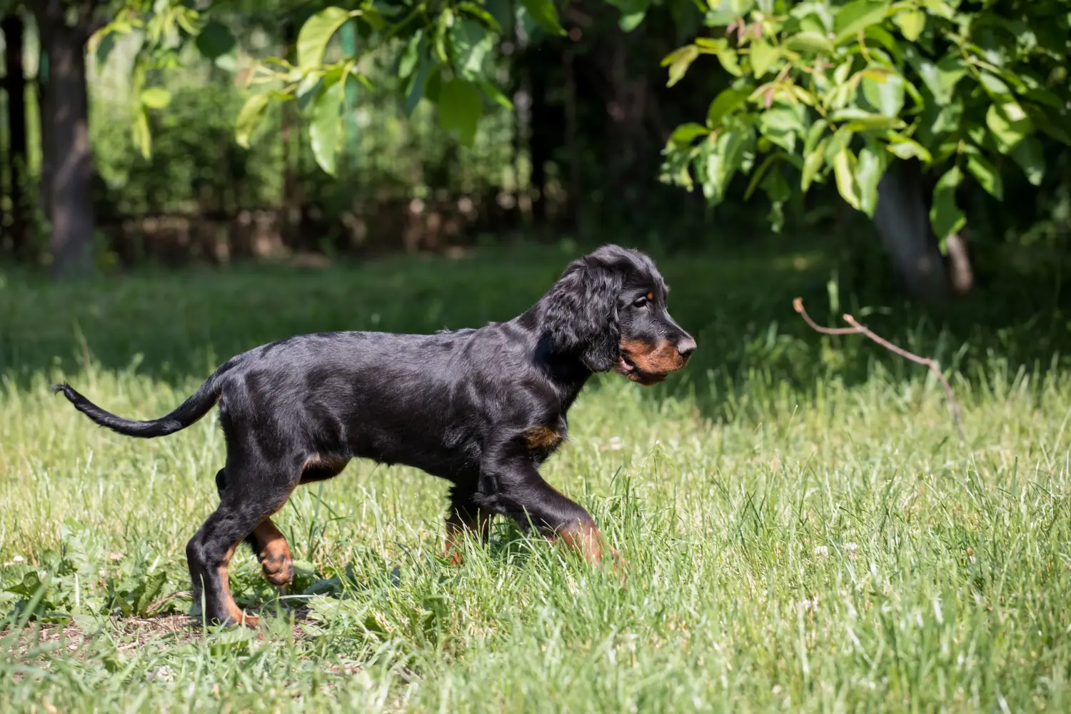 Comprar um cachorro Gordon Setter significa assumir responsabilidades! Comprar cachorros Gordon Setter.