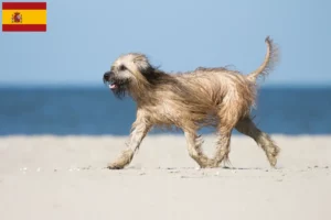 Read more about the article Gos d’Atura Catalá criadores e cachorros em Espanha