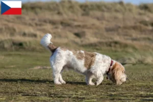 Read more about the article Criadores e cachorros de Grand Basset Griffon Vendéen na República Checa