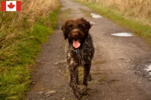 Read more about the article Griffon d’arrêt à poil dur Criadores e cachorros no Canadá