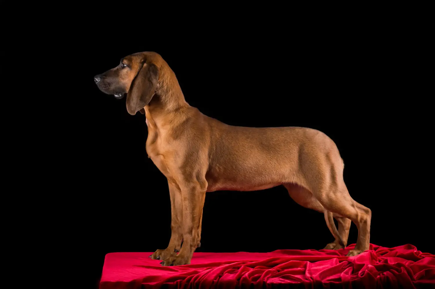 Comprar um cachorro Cão de Soldadura Hanoveriano significa assumir responsabilidades! Comprar cachorros do Cão de Soldar Hanoveriano.