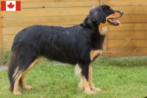 Read more about the article Criadores de Hovawart e cachorros no Canadá