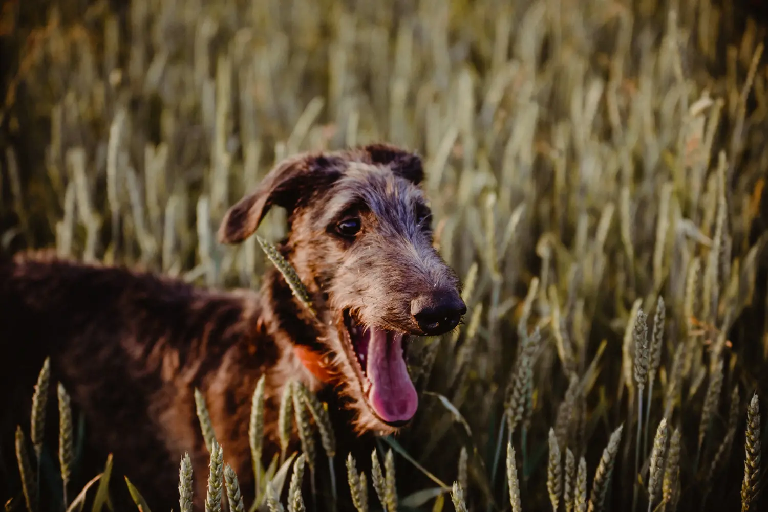 Comprar um cachorro Deerhound significa assumir a responsabilidade! Comprar cachorros de Deerhound.