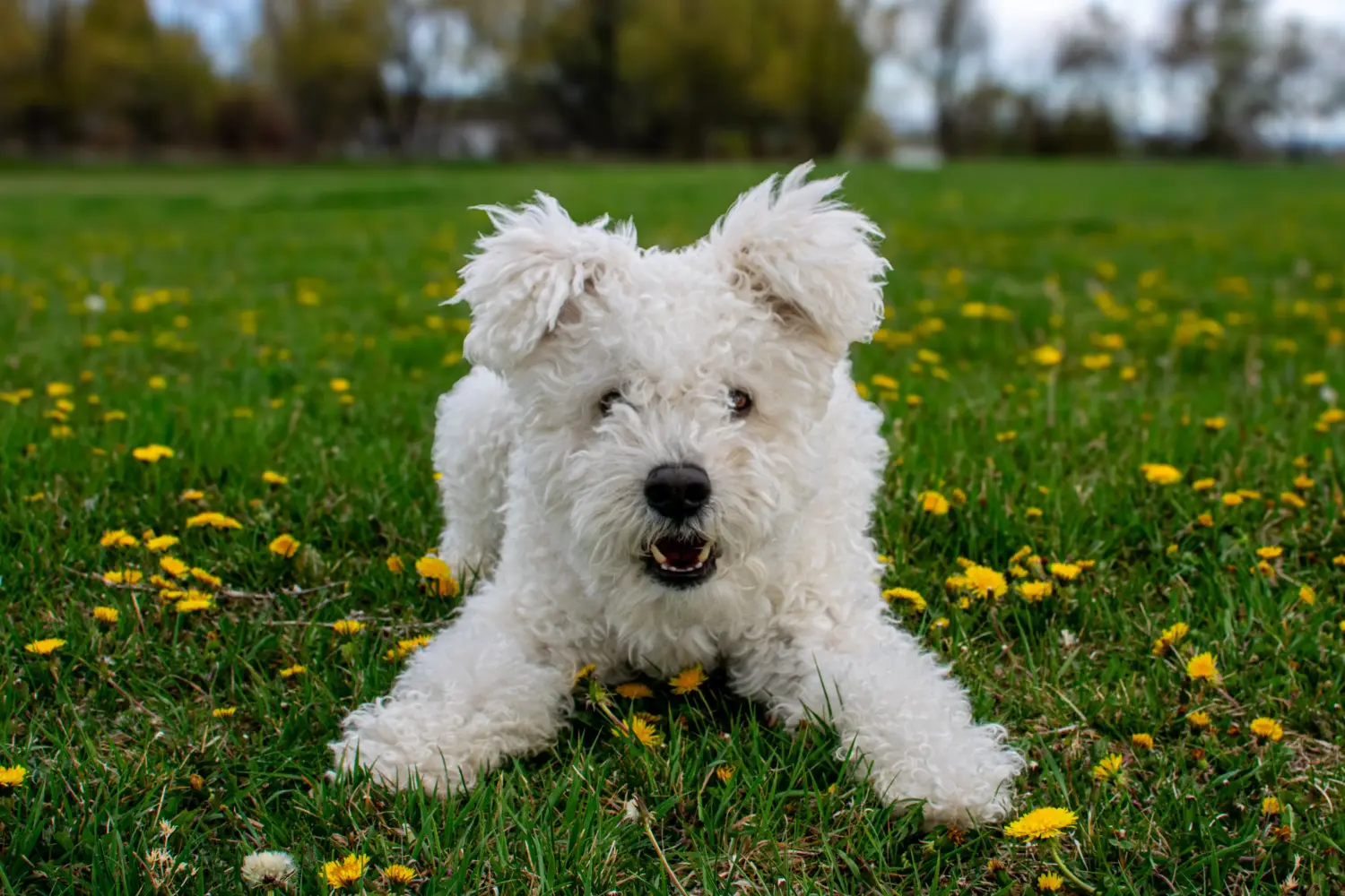 Comprar um cachorro Pumi significa assumir a responsabilidade! Comprar cachorros Pumi.