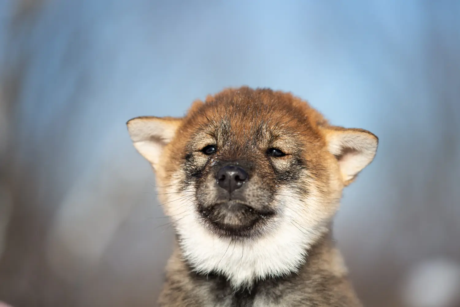 Comprar um cachorro Shikoku significa assumir responsabilidades! Comprar cachorros Shikoku.
