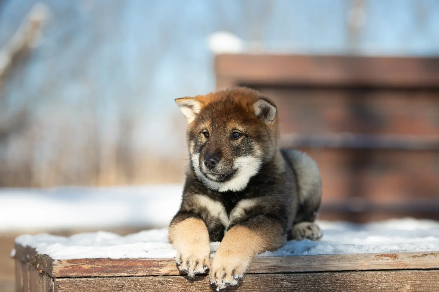 Comprar um cachorro Shikoku significa assumir responsabilidades! Comprar cachorros Shikoku.
