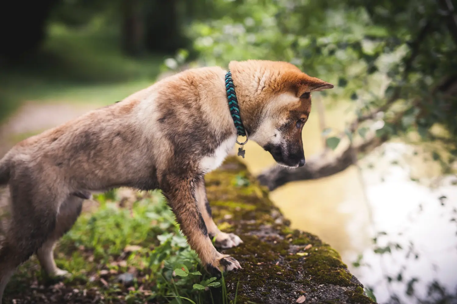 Comprar um cachorro Shikoku significa assumir responsabilidades! Comprar cachorros Shikoku.