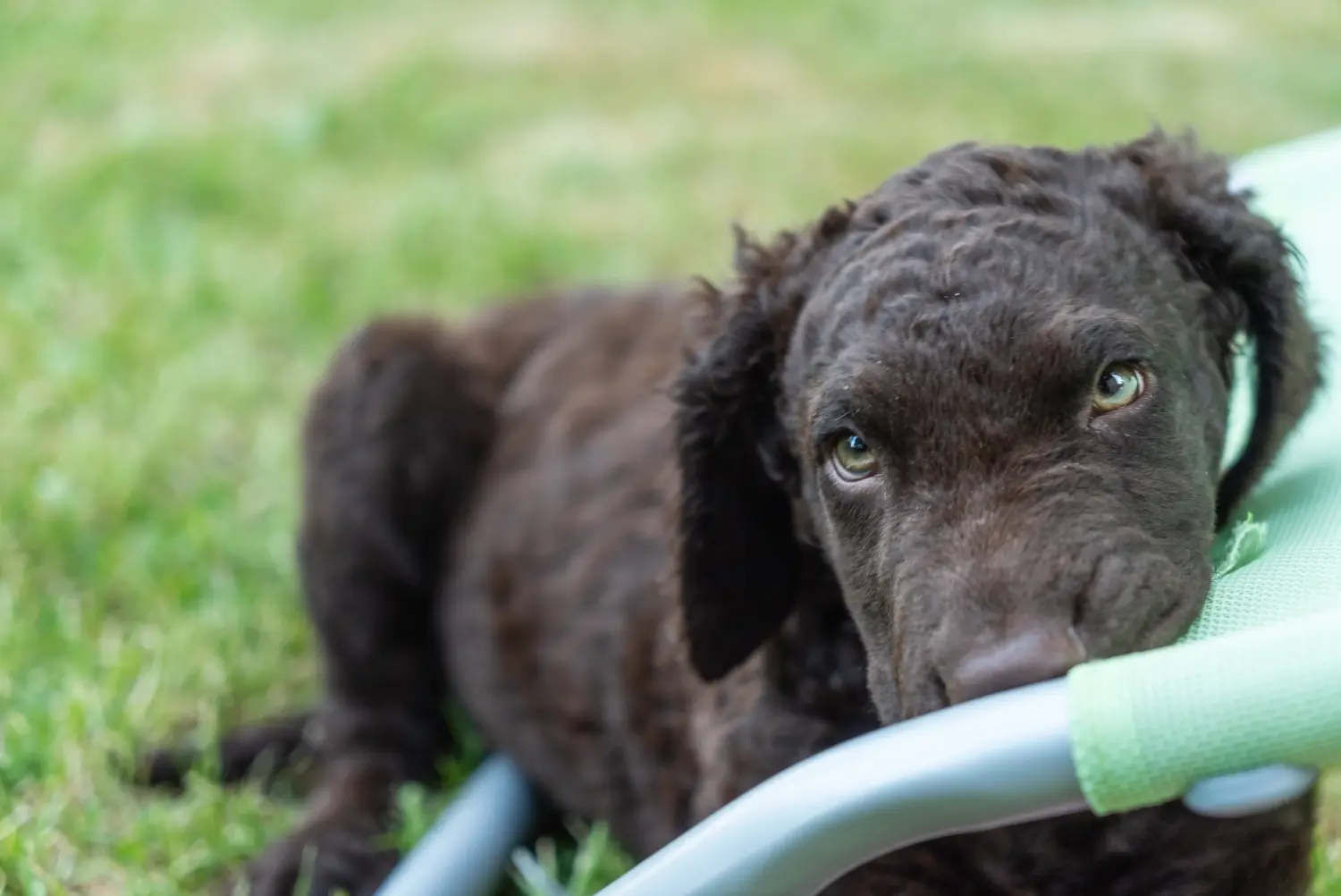 Comprar um cachorro Curly Coated Retriever significa assumir responsabilidades! Comprar cachorros Curly Coated Retriever.