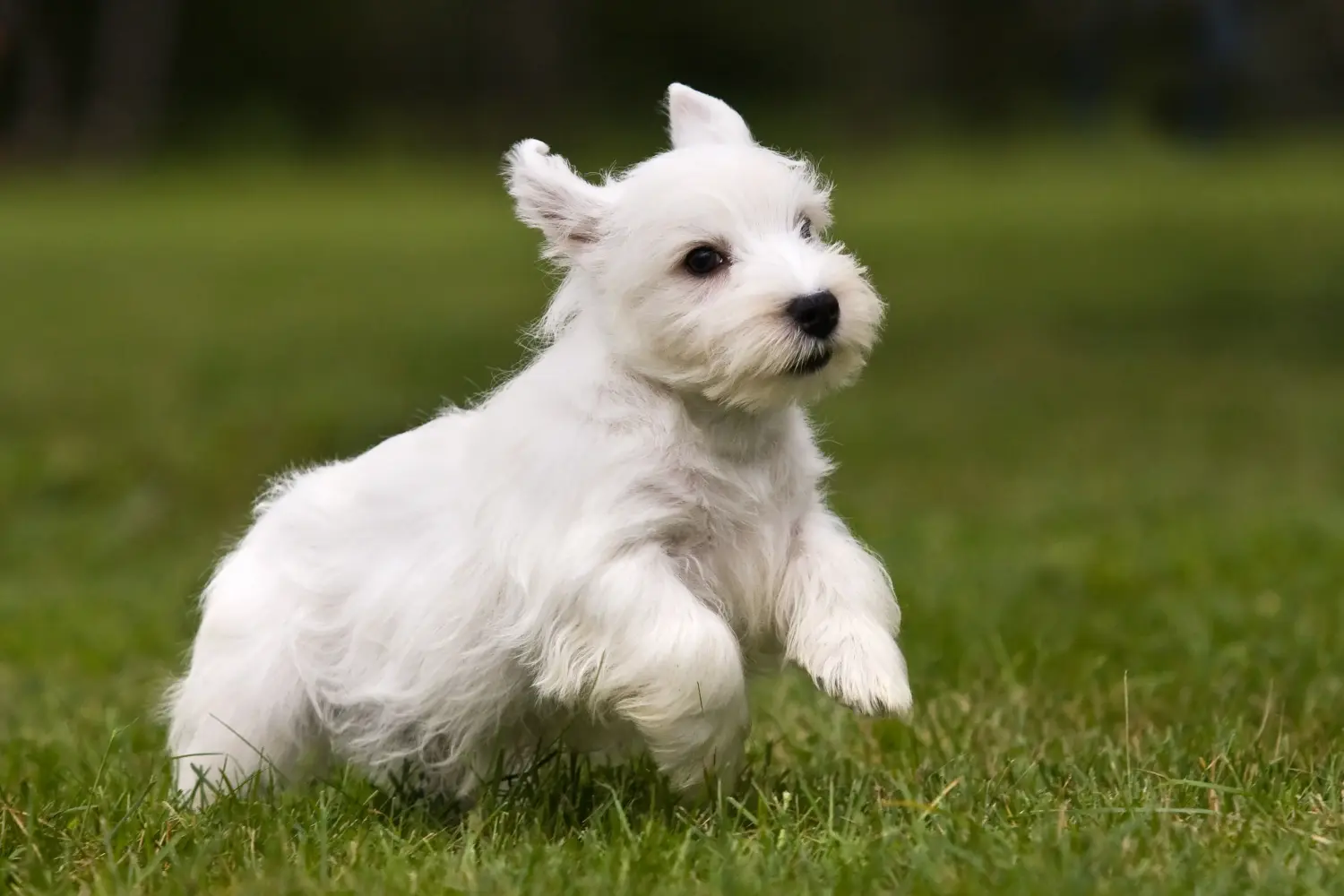 Comprar um cachorro Sealyham Terrier significa assumir responsabilidades! Comprar cachorros Sealyham Terrier.