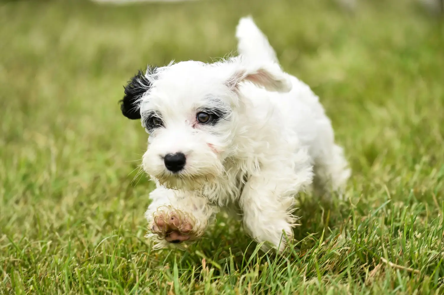 Comprar um cachorro Sealyham Terrier significa assumir responsabilidades! Comprar cachorros Sealyham Terrier.