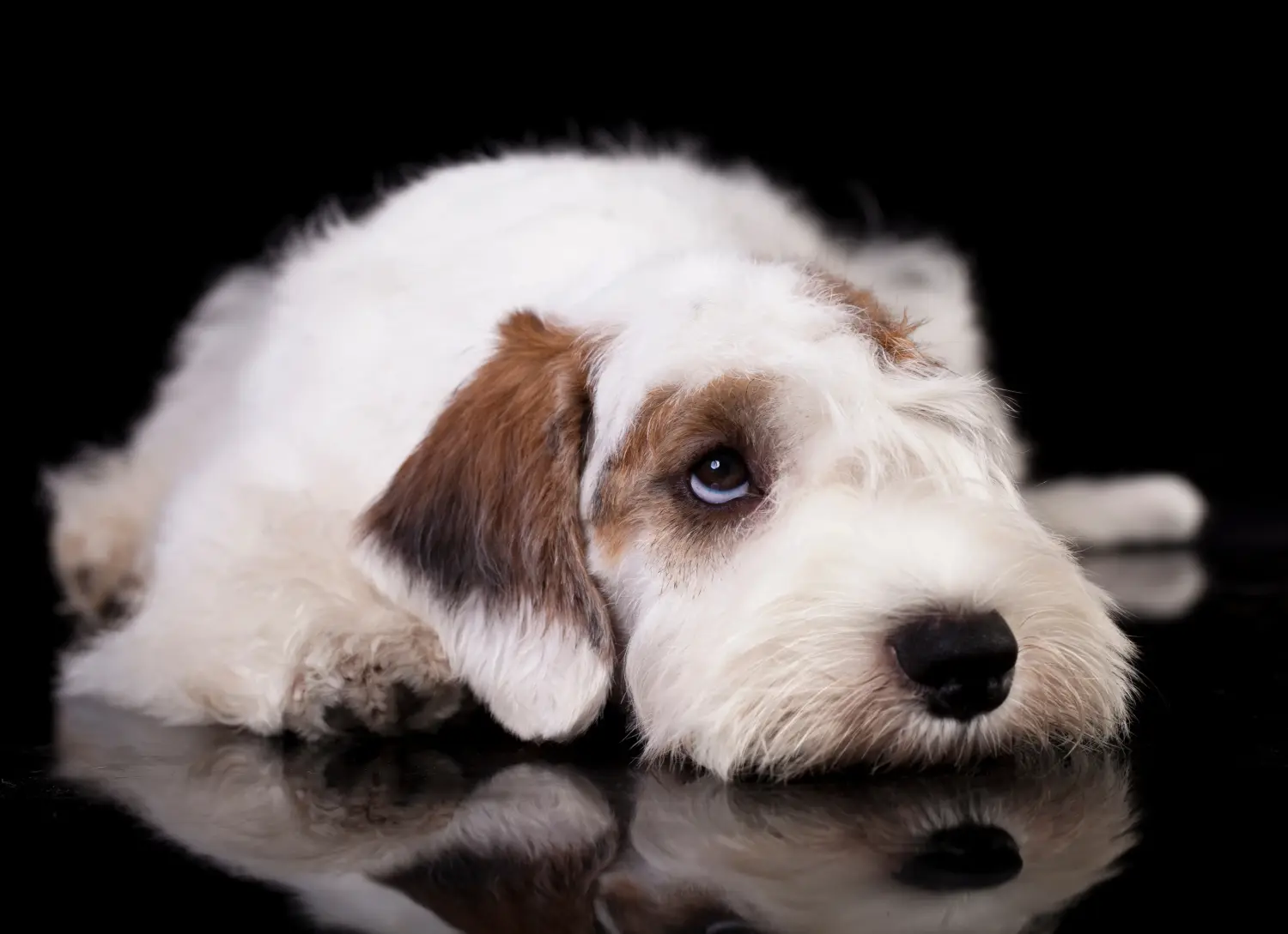 Comprar um cachorro Sealyham Terrier significa assumir responsabilidades! Comprar cachorros Sealyham Terrier.