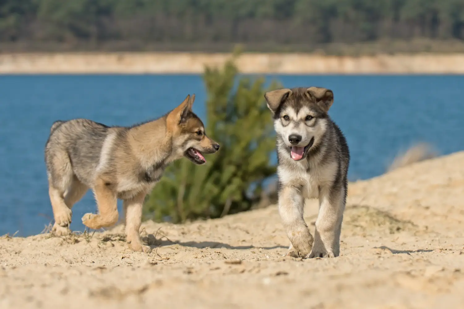 Comprar um cachorro Tamaskan significa assumir a responsabilidade! Comprar cachorros Tamaskan.